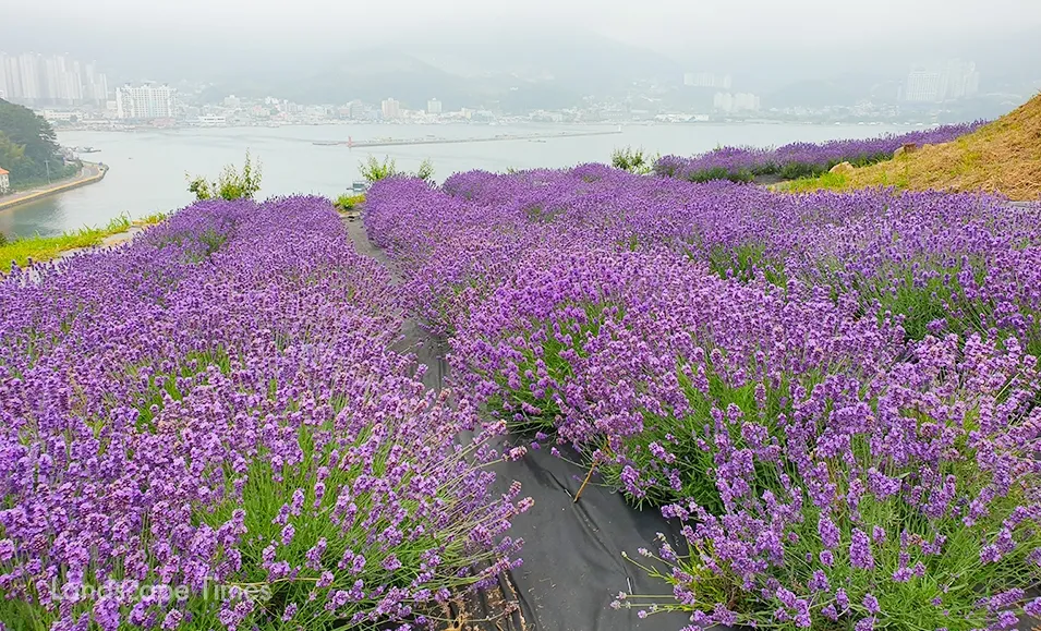 지세포진성 꽃동산 전경
