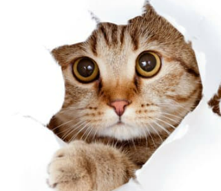 고양이 꿈해몽 풀이