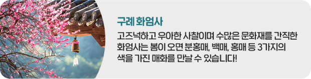 봄꽃벚꽃개화현황