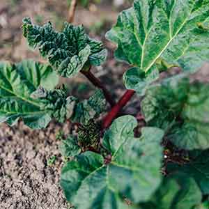 천연비료 만드는 법