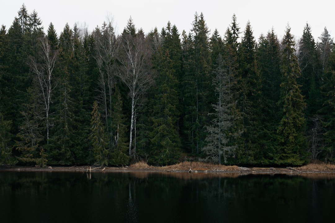 Pine.