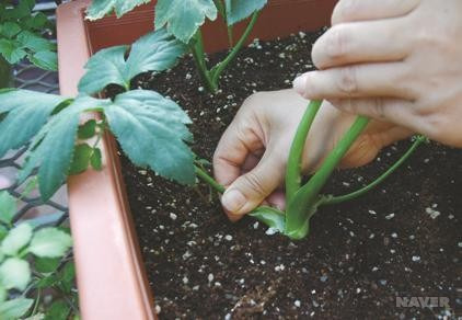 신선초 나물 효능부터 부작용, 안전한 먹는 법까지 한눈에 정리