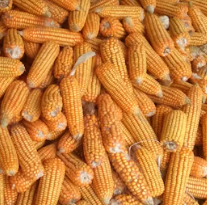 황반변성에 좋은 음식 영양제 식단