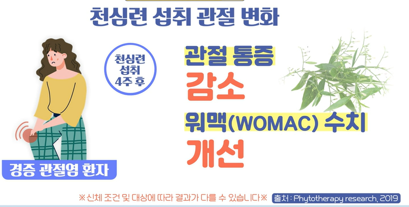 천심련 효능