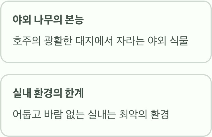 왜 나의 유칼립투스는 자꾸 죽을까?