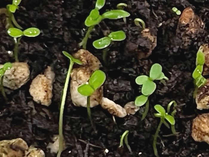 11월14일-블루베리-씨앗-발아