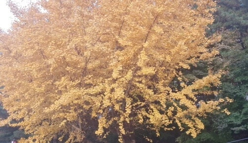 행주산성-은행나무