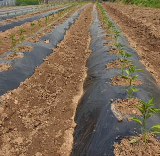 농약 제초제 종류 및 바스타 효과 및 사용방법