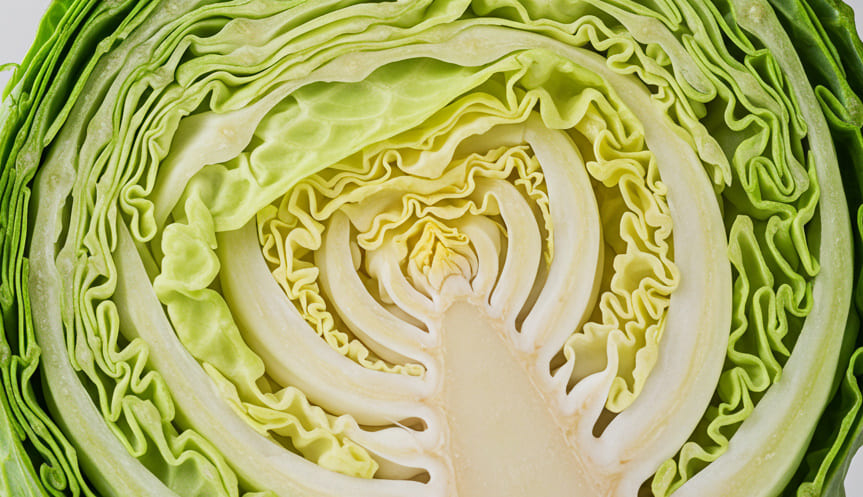 양배추 효능의 양배추4