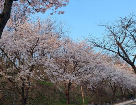 금강 벚꽃