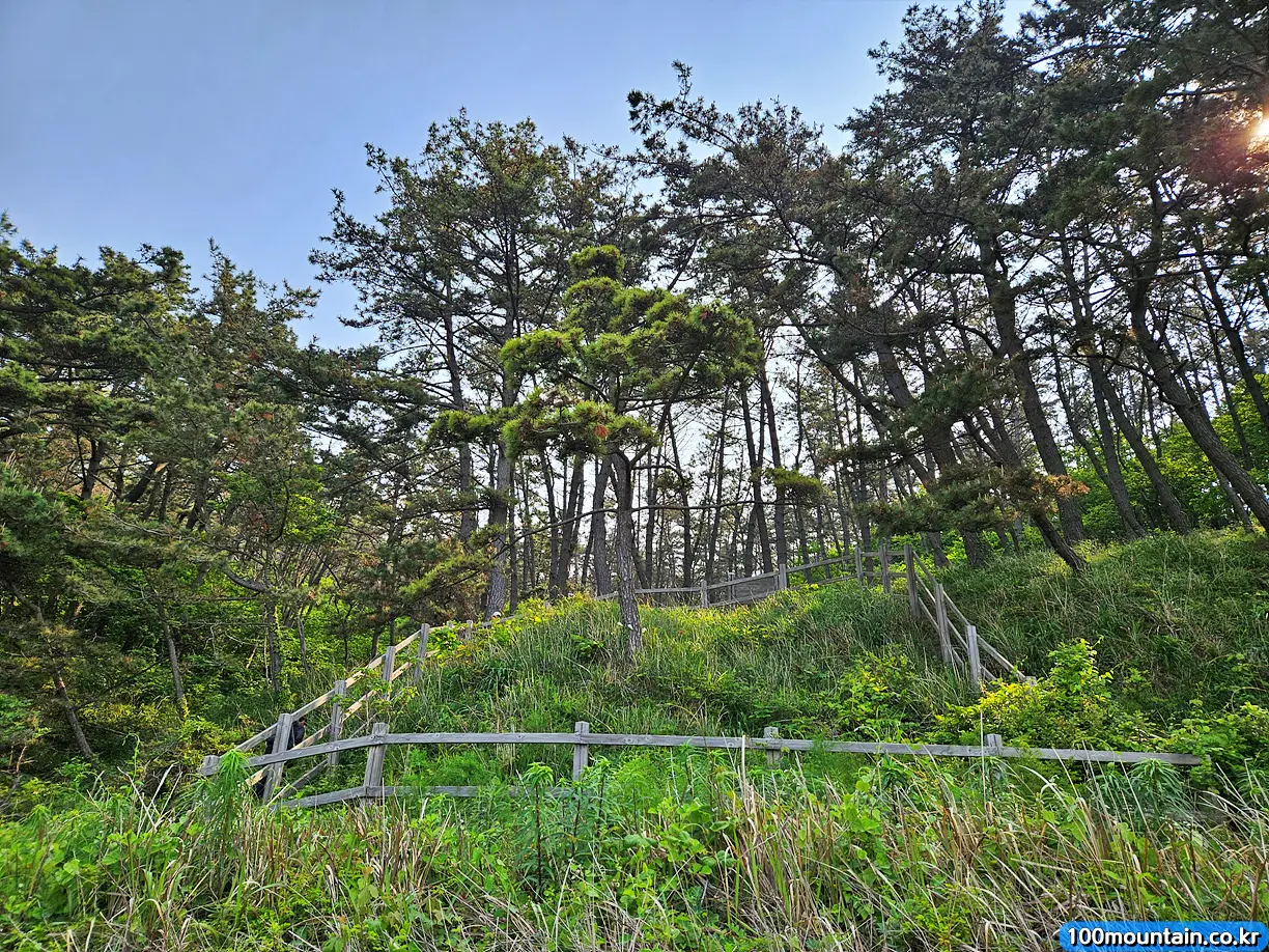 첫 번째 보물 황금곰솔