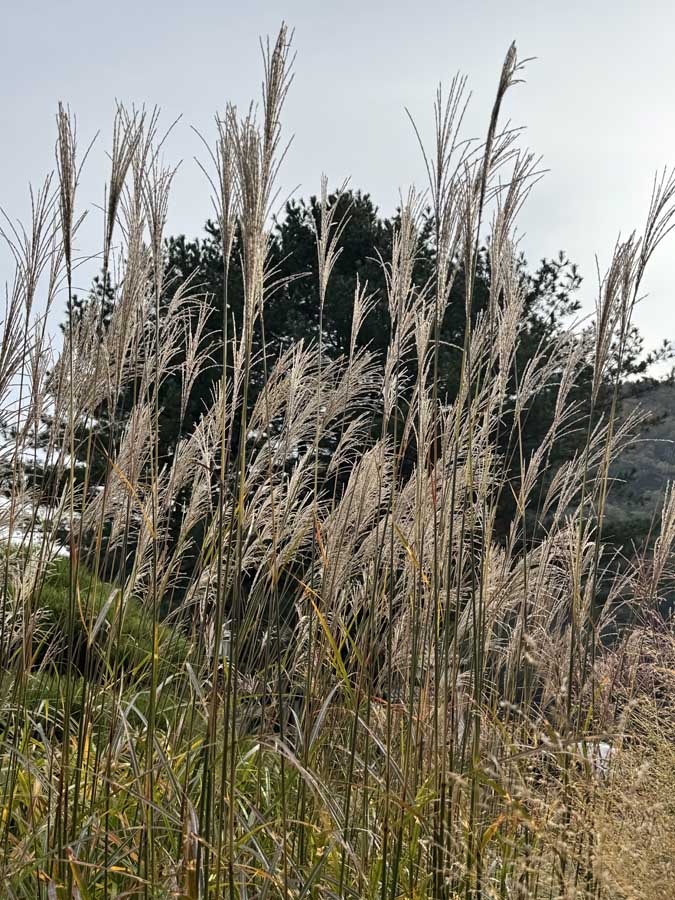 가을빛 가득한 아침고요수목원&amp;#44; 사진으로 담은 정원의 계절