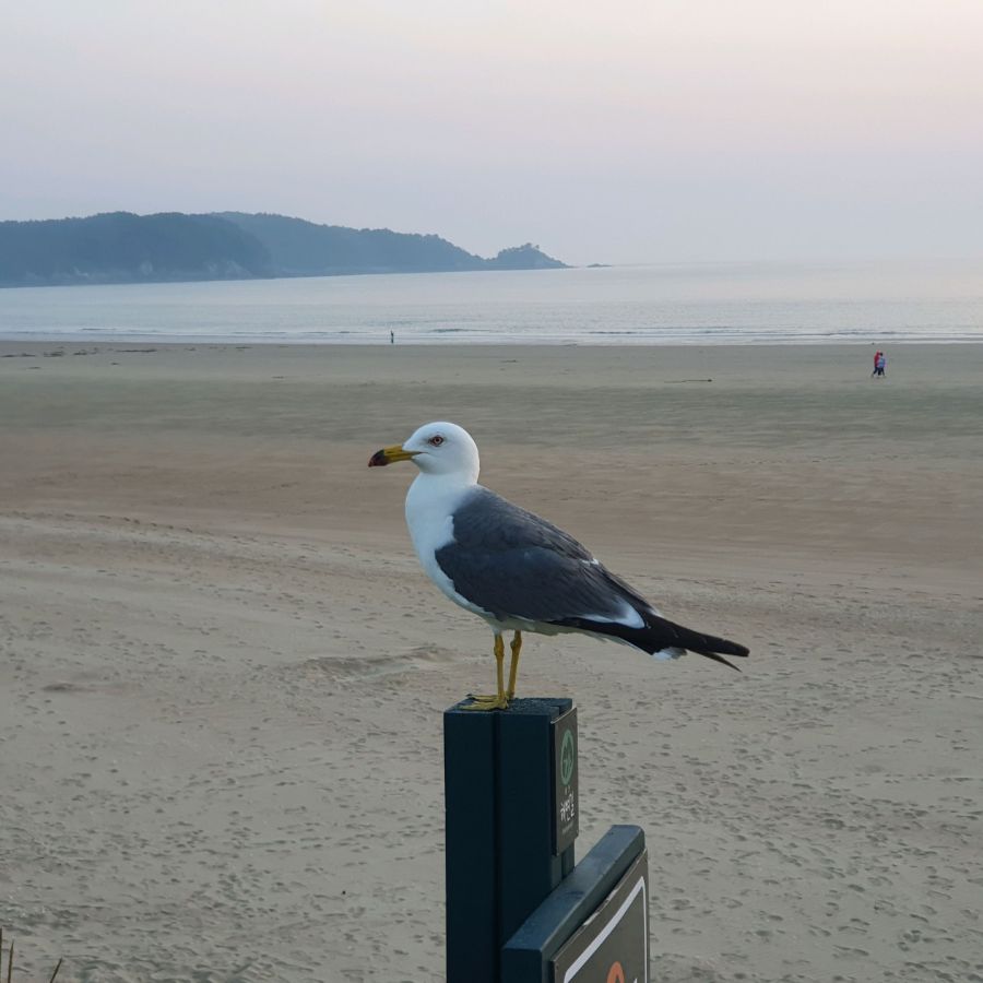 학암포해수욕장