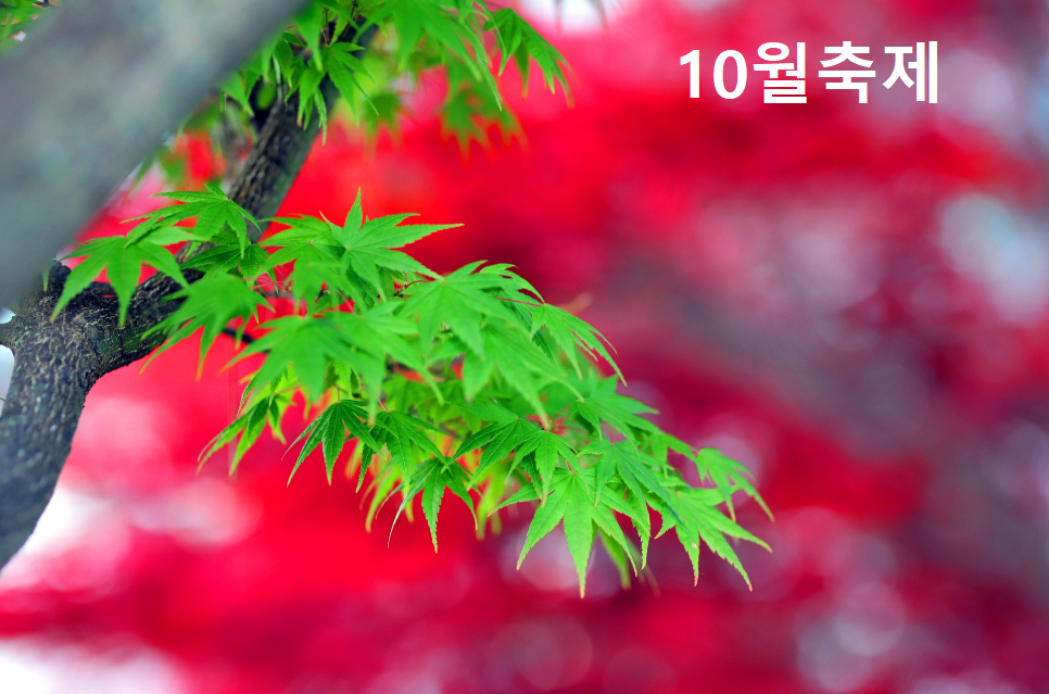 10월축제
