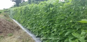작두콩 재배 지지대 설치 덩굴 유인 건조 보관_8