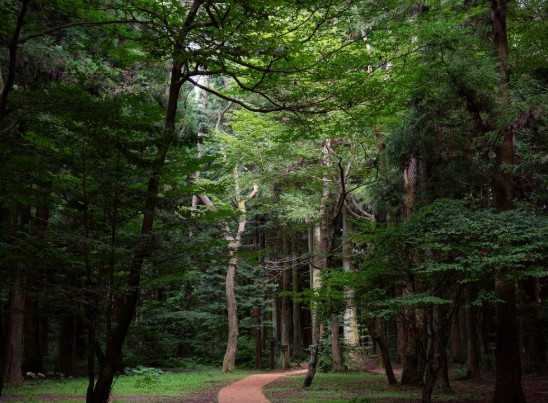 10월 제주도 가볼만한곳 추천 베스트 10. 사려니숲길 (한라산둘레길 3코스)