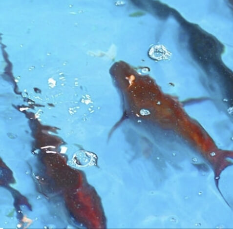 서천 자연산 광어 도미 축제