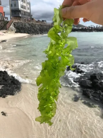 제주 협재 맛집 협재 수우동 예약 꿀팁과 솔직 후기로 안내_14