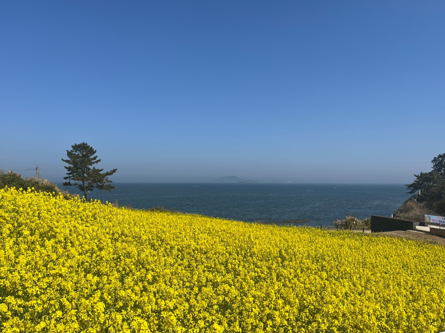 부안 수성당 유채꽃과 적벽강