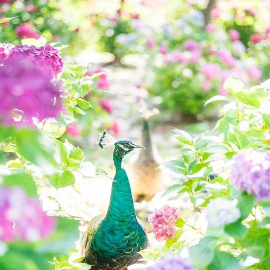 한림공원수국축제