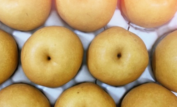 가지런히-정렬된-배