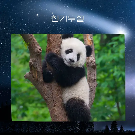 곰이 나오는 꿈 해몽