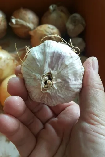 통마늘 지퍼백 보관 효과 오래 보관하는 방법_13