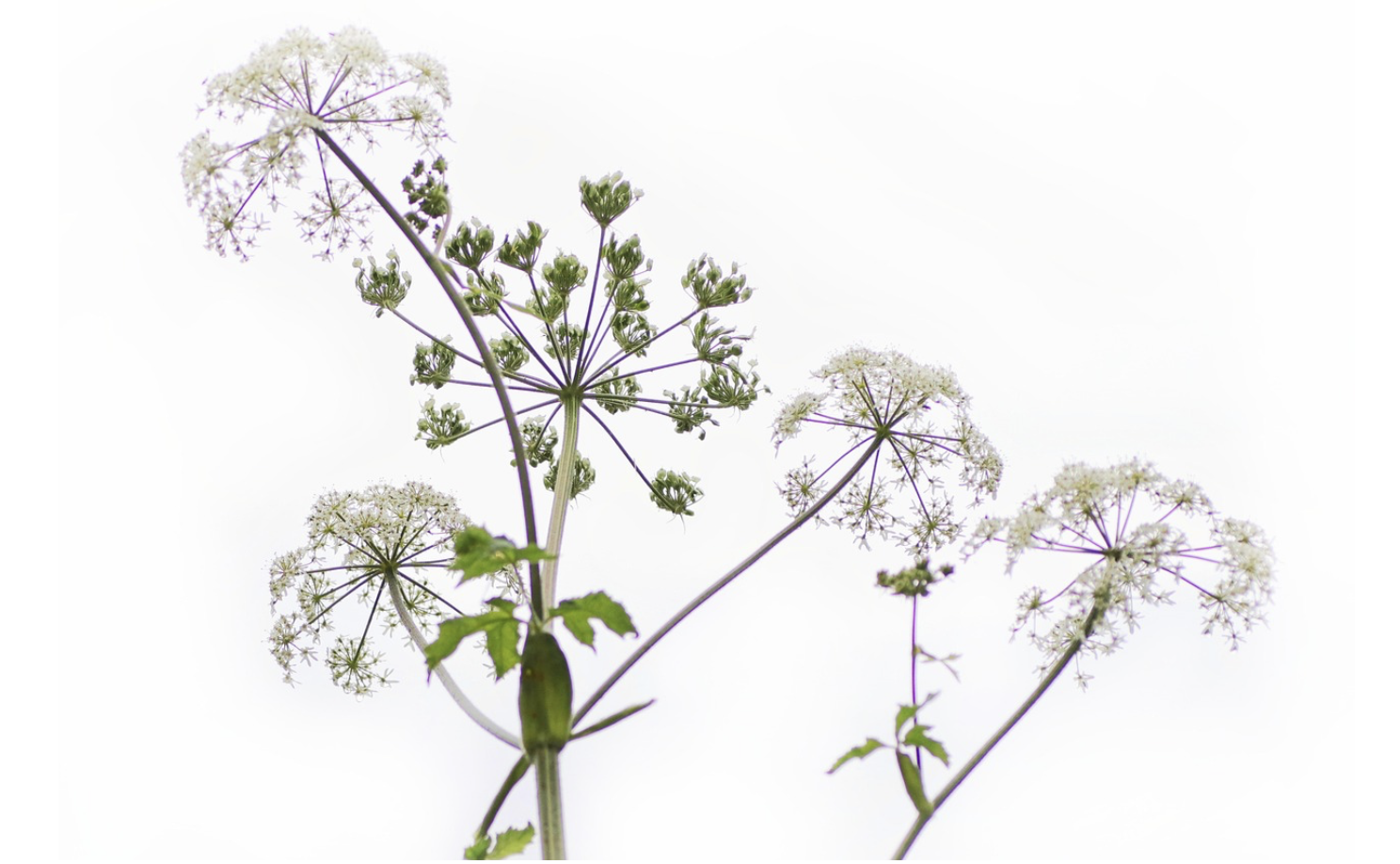 약초와 종교: 신성한 식물로 여겨진 이유