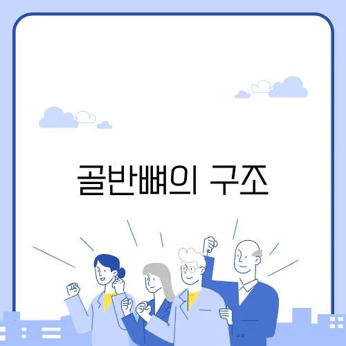 골반뼈의 구조
