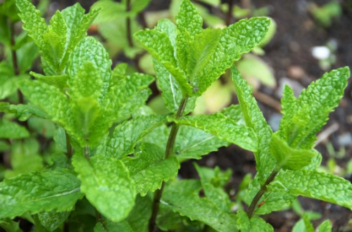 목감기에 좋은 차 5