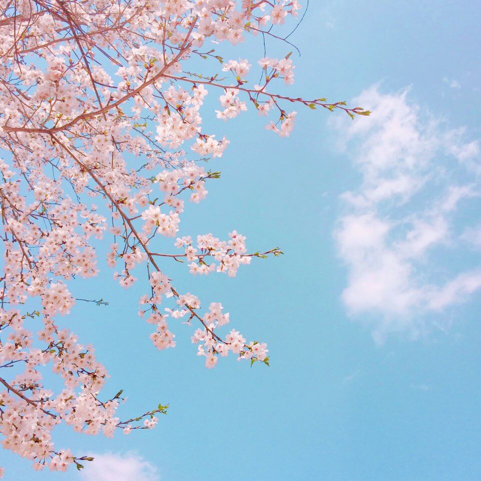 2023 진해군항제 벚꽃축제