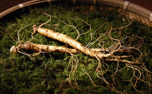 산양삼/출처:어도비스톡