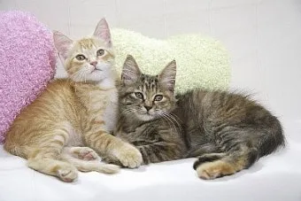 고양이 스트레스 해소방법, 해소 음악, 스트레스 받을 때 증상_33