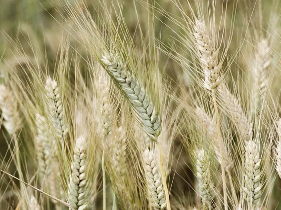 카무트 카페인 없음