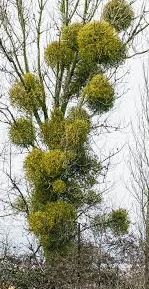 압노바비스쿰(abnobaVISCUM)