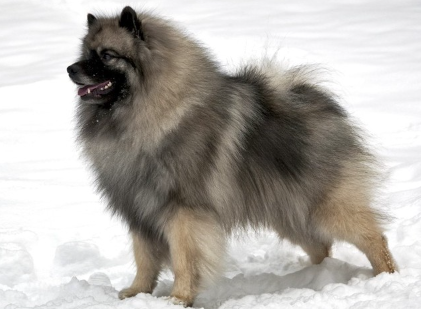 눈 속의 키스 혼도.