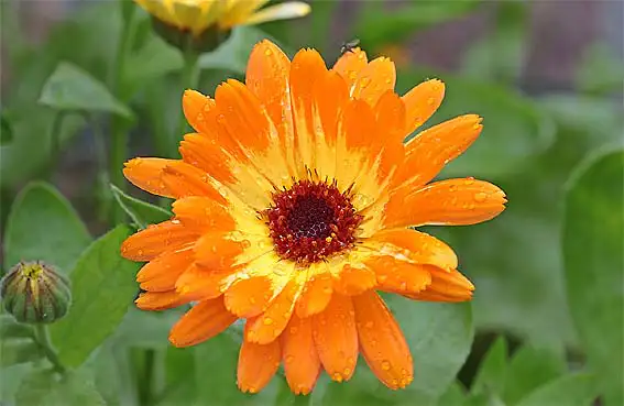 금잔화