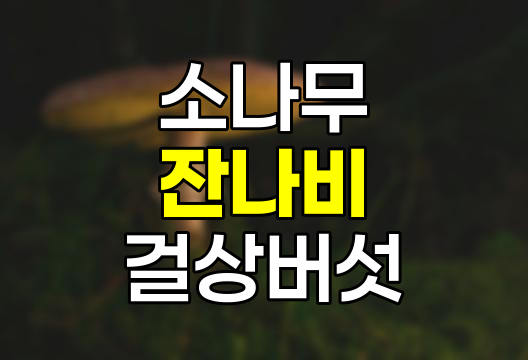 소나무 잔나비 걸상버섯 효능 및 복용 방법 상세 안내