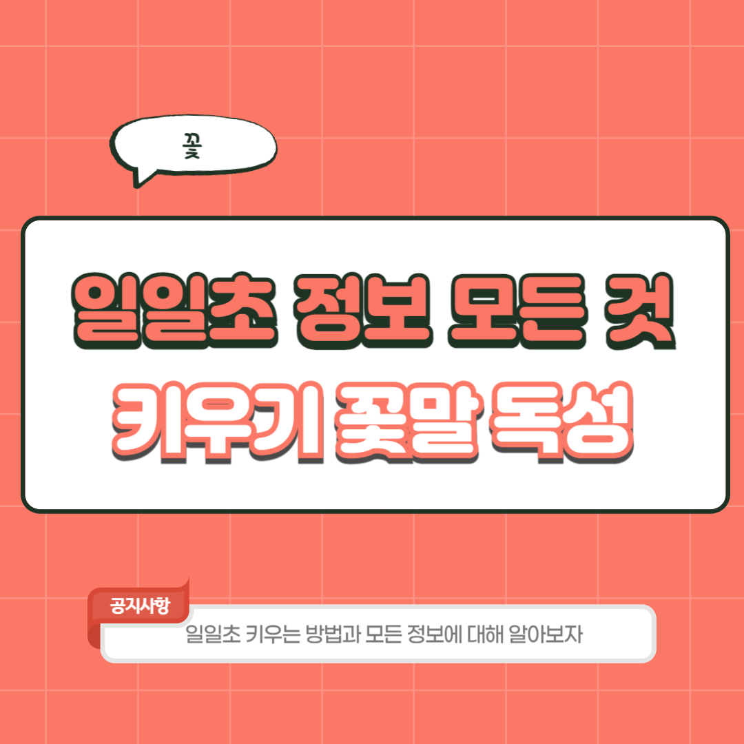 일일초 키우기 꽃 파종시기 번식 방법 꽃말 물 주기 모종 삽목 독성