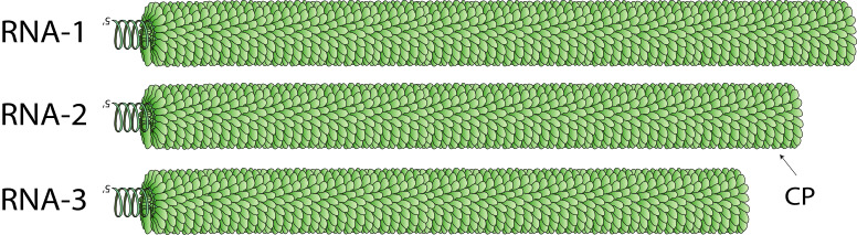 베제바이러스 형태