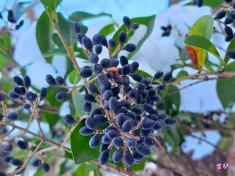 진한 향기에 취해버리는 이 꽃 산책로 옆 울타리 쥐똥나무_12