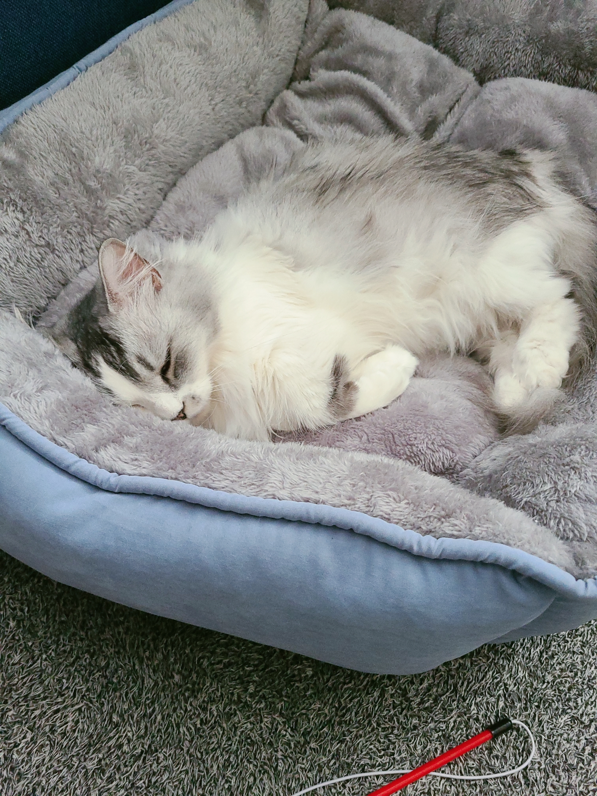 울리 애견방석