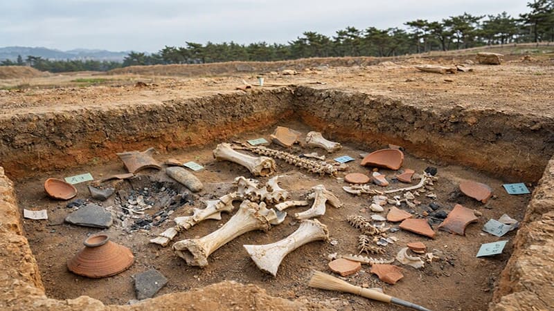 <img src=”ancient-korean-shark-history.jpg” alt=”경북 경산 임당동과 조영동 고분에서 발견된 상어뼈와 고대인의 생활 흔적”>