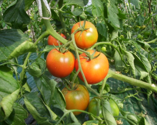 6시내고향 대저토마토 대처짭짜리토마토 대처찰토마토 가격 및 구매방법 부산우리토마토농장