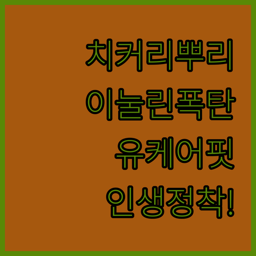이눌린 풍부한 치커리 뿌리 효능 분석..