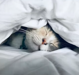 이명 치료 방법 증상 원인