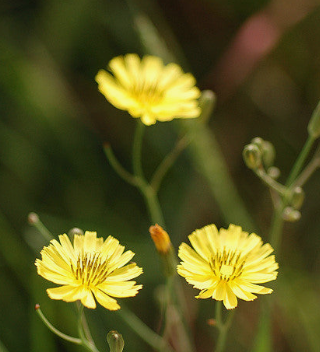 씀바귀 효능과 부작용 먹는법 고르는법