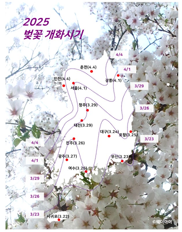 2025 전국 벚꽃 개화 예상 시기