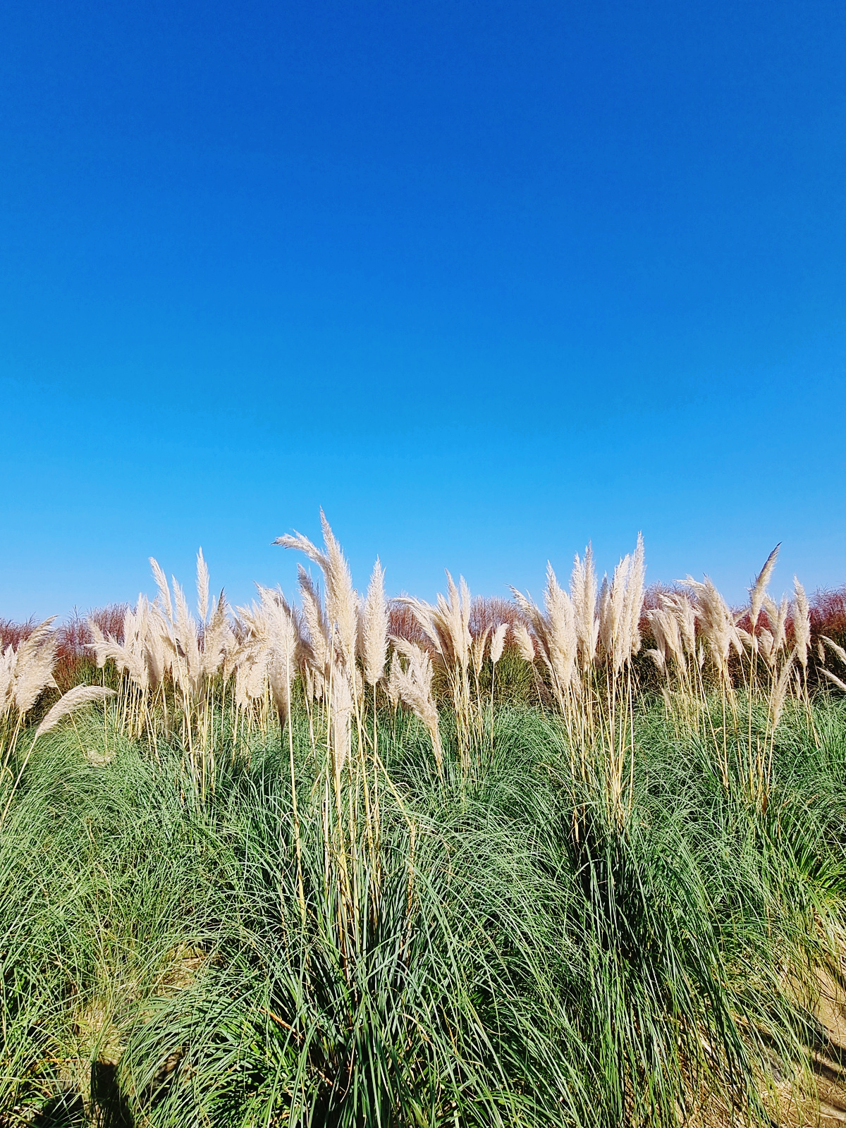 2024 양주 나리공원 천일홍 축제: 수도권에서 핑크뮬리, 댑싸리, 팜파스를 볼 수 있는 가을 여행지