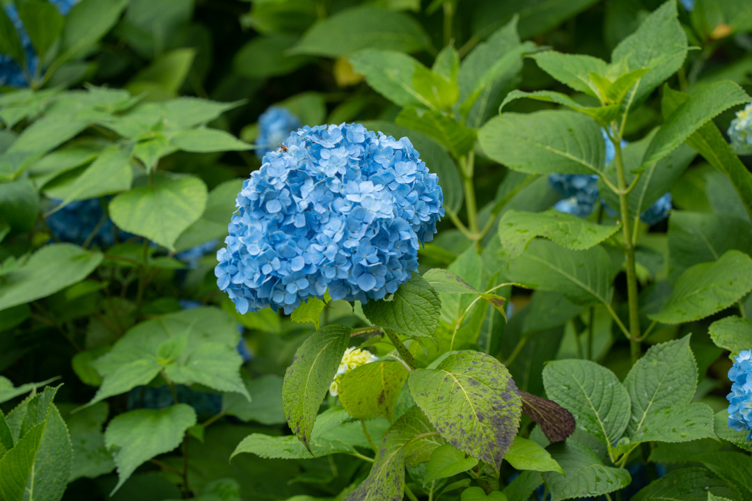 제주 하트나무 포토존 수국